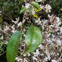 Vatica affinis Thwaites